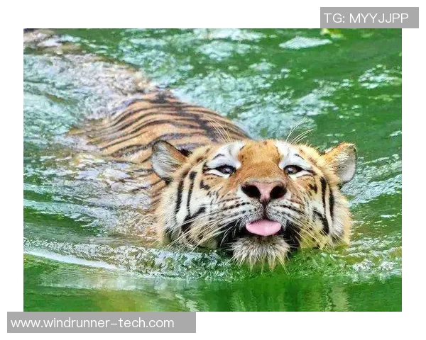 老虎大学与盐湖城的精彩对决引发的热议与期待